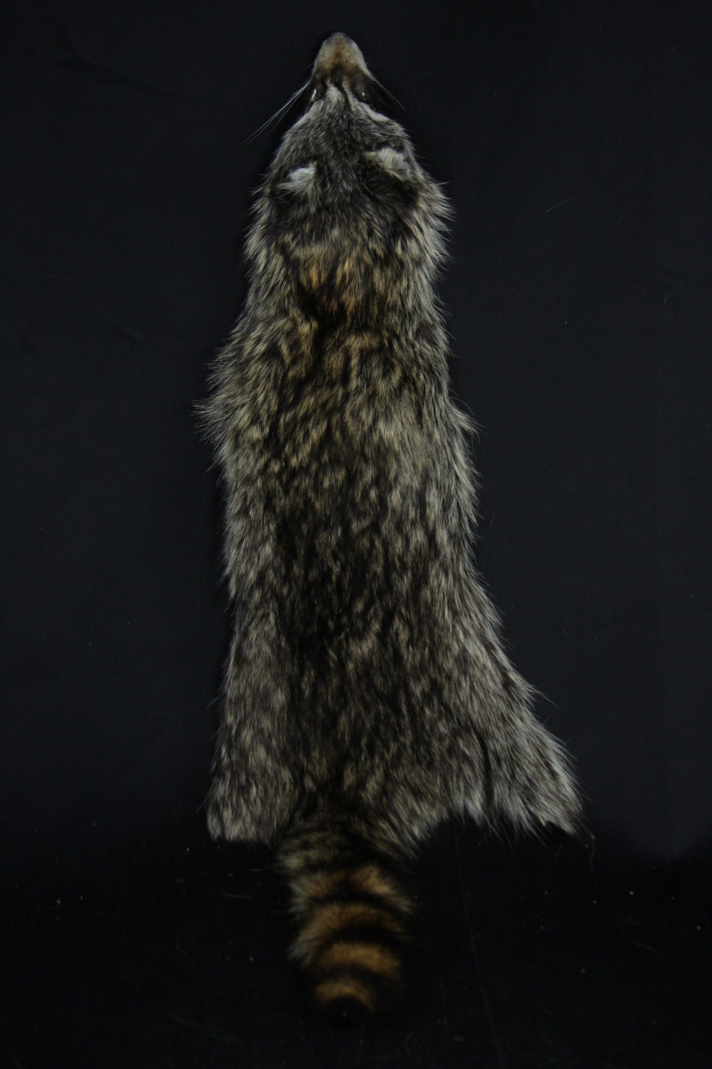 Raccoon Wall Hanger