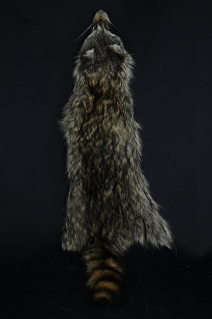 Raccoon Wall Hanger