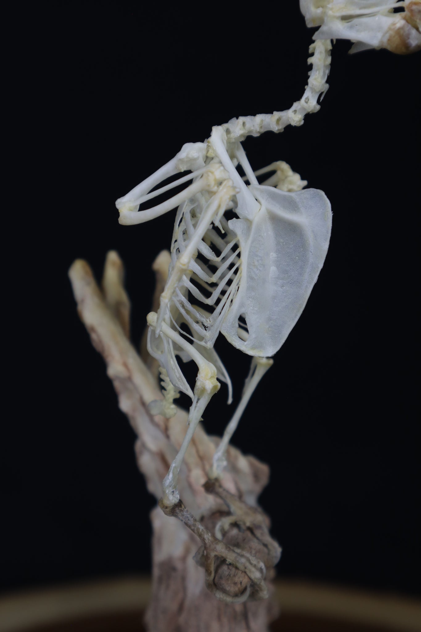 Articulated Parakeet Skeleton