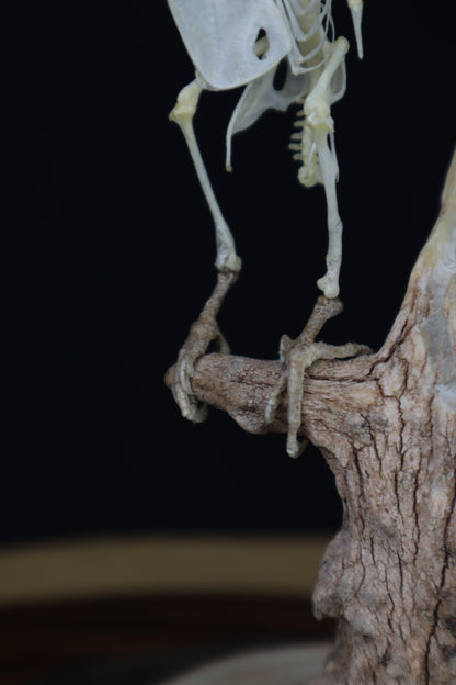 Articulated Parakeet Skeleton