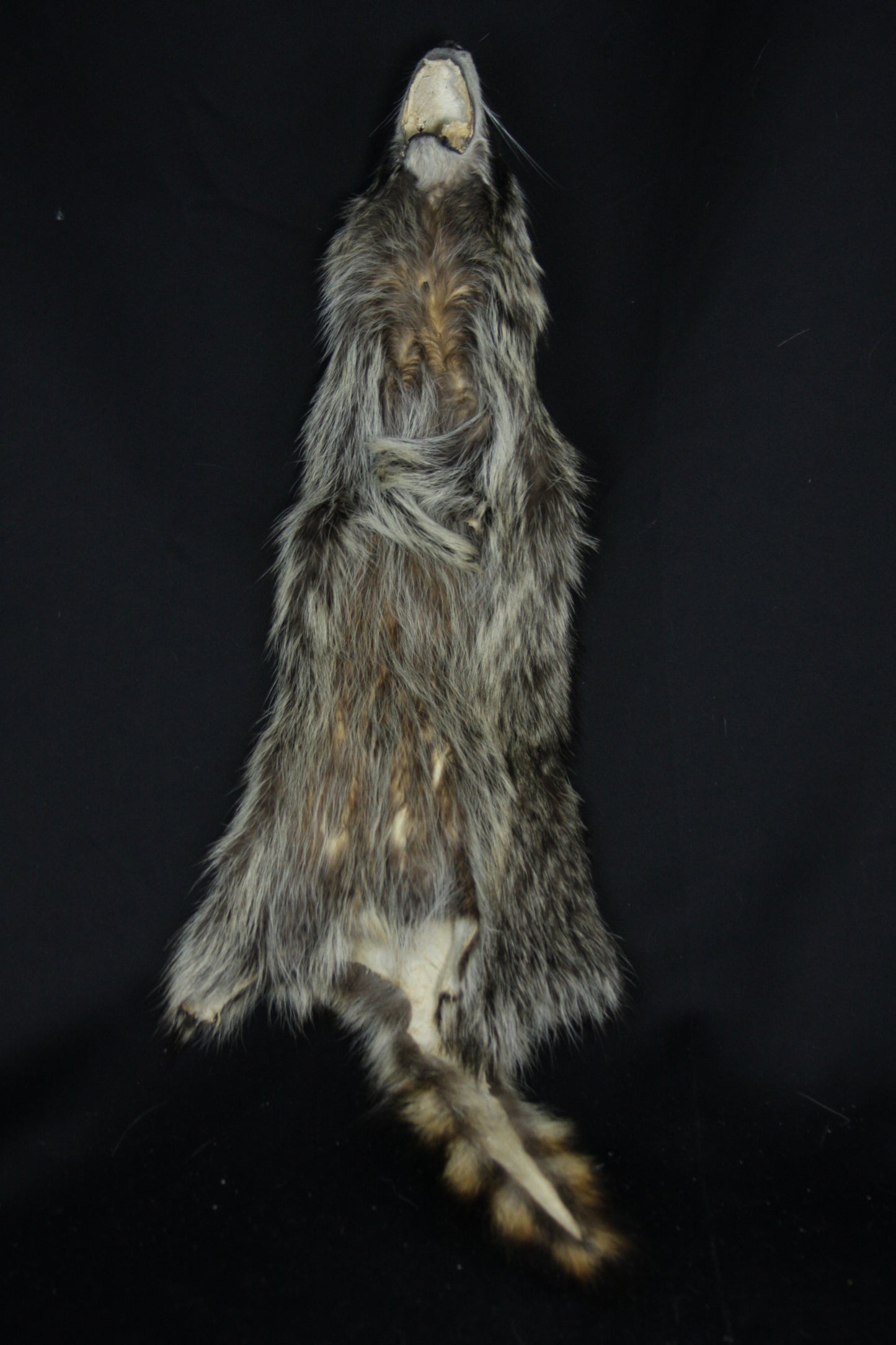 Raccoon Wall Hanger