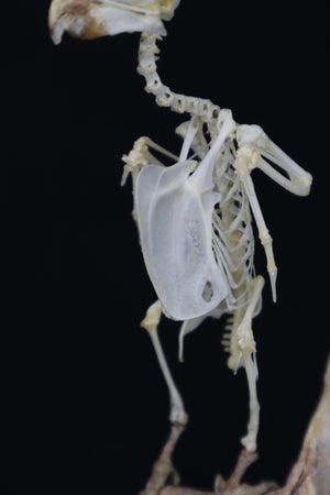 Articulated Parakeet Skeleton