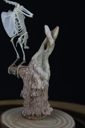 Articulated Parakeet Skeleton