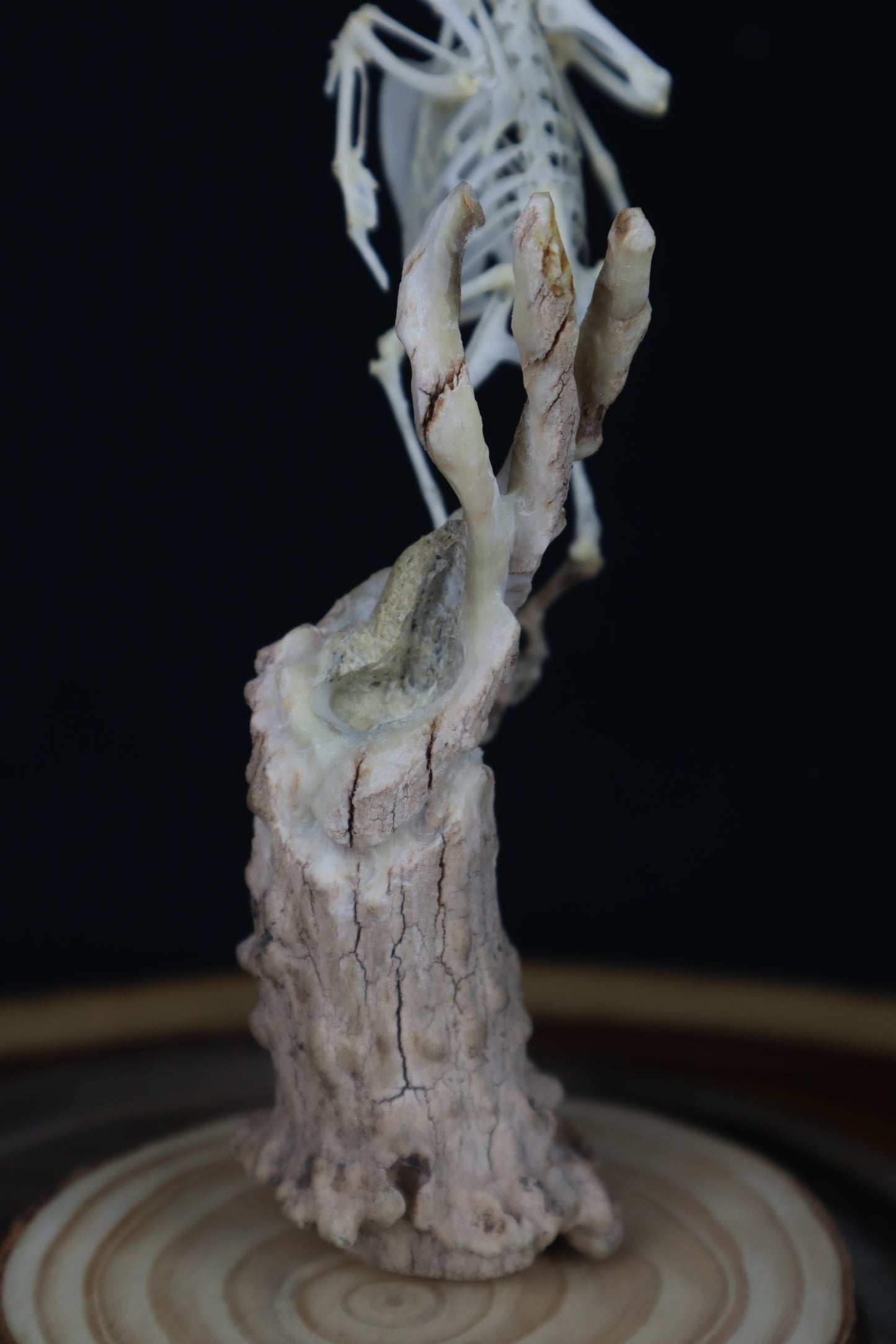Articulated Parakeet Skeleton