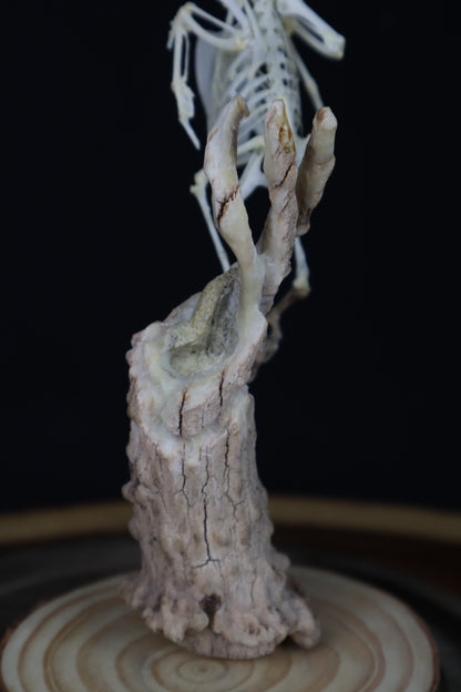 Articulated Parakeet Skeleton