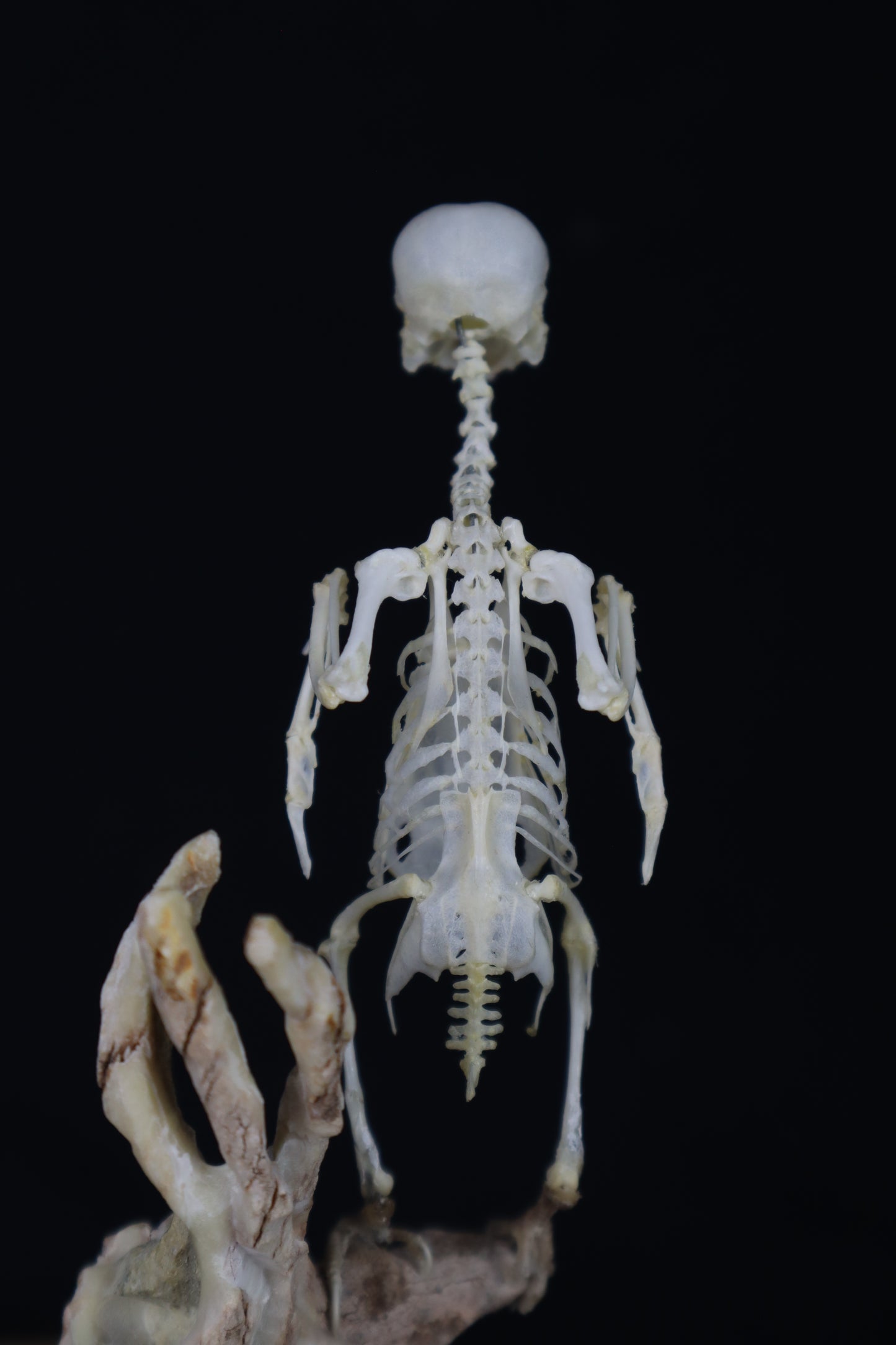 Articulated Parakeet Skeleton