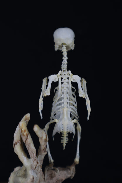 Articulated Parakeet Skeleton