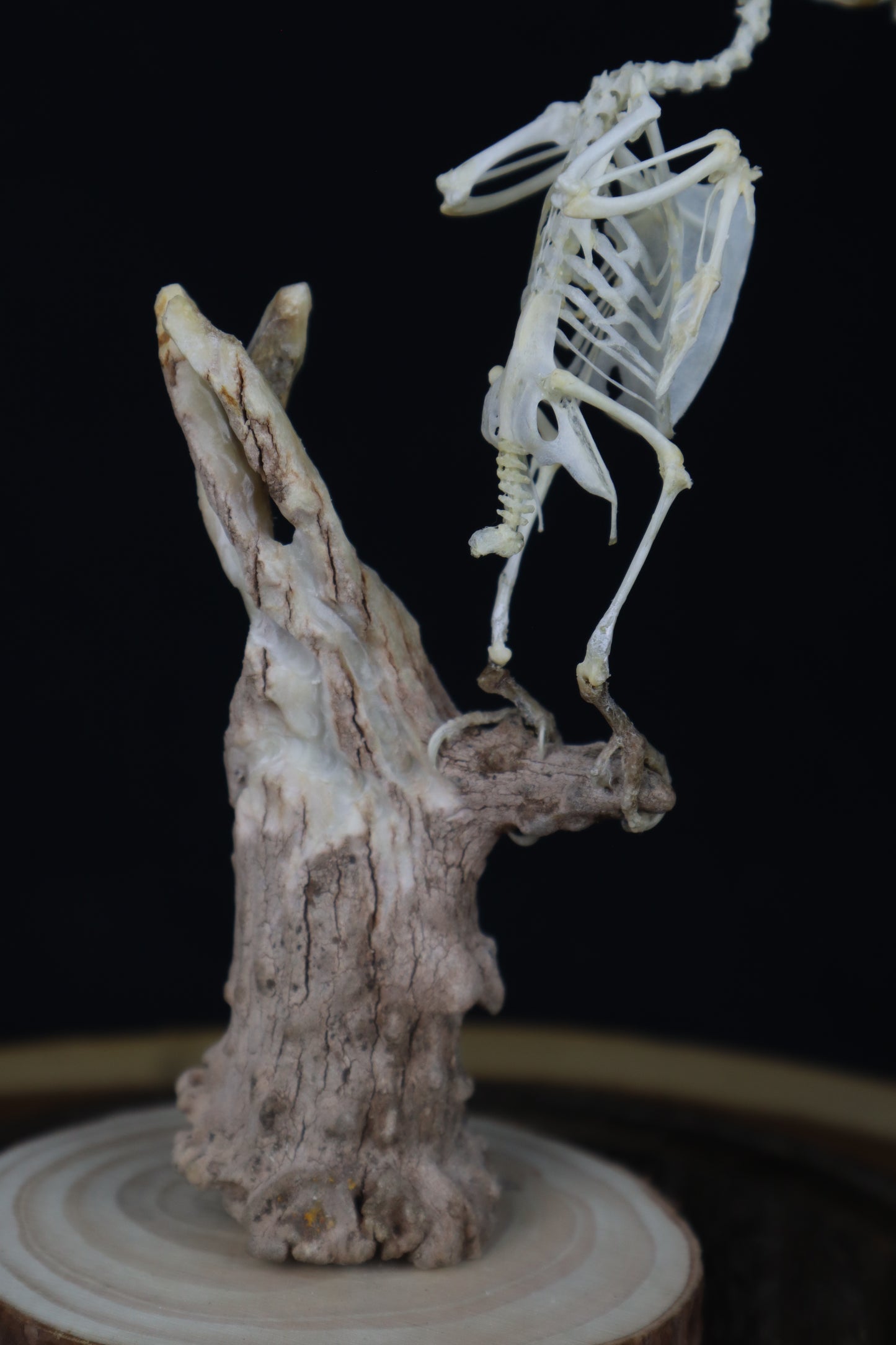 Articulated Parakeet Skeleton