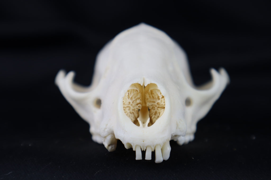 Craft Raccoon Skull