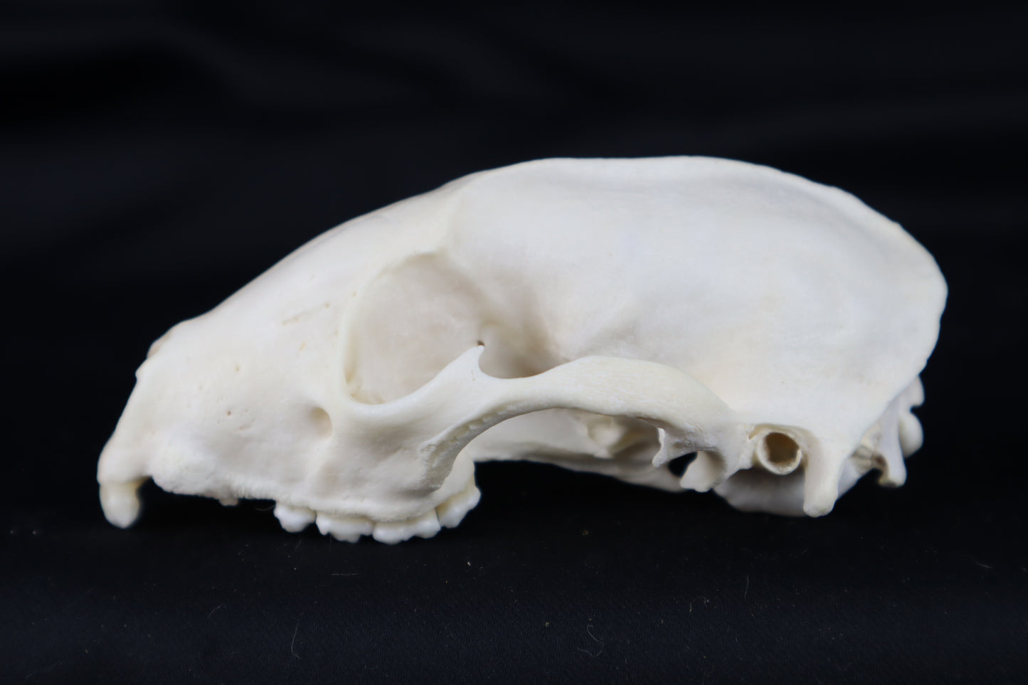 Craft Raccoon Skull