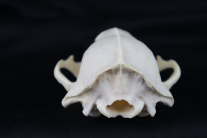 Craft Raccoon Skull