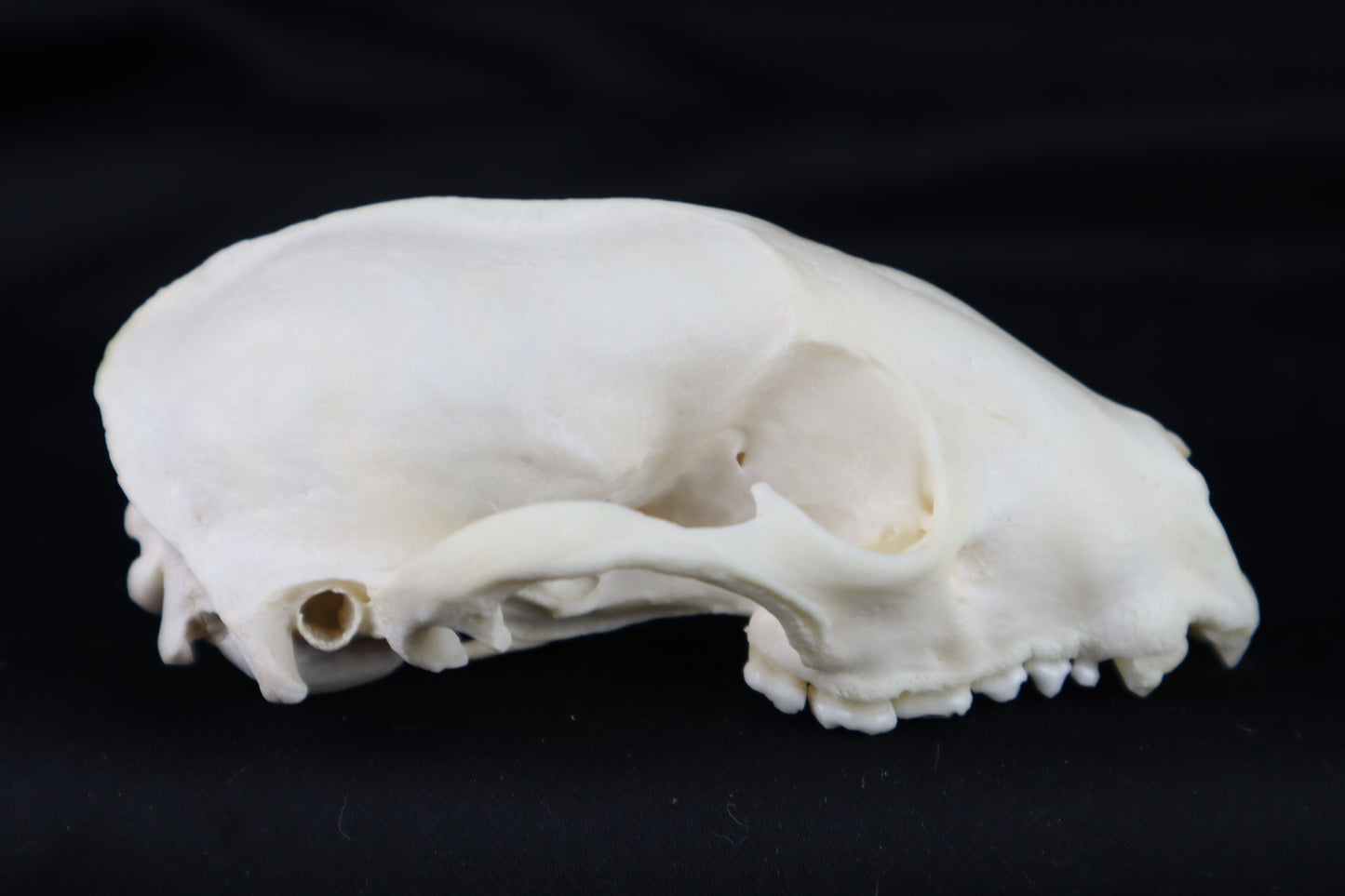Craft Raccoon Skull