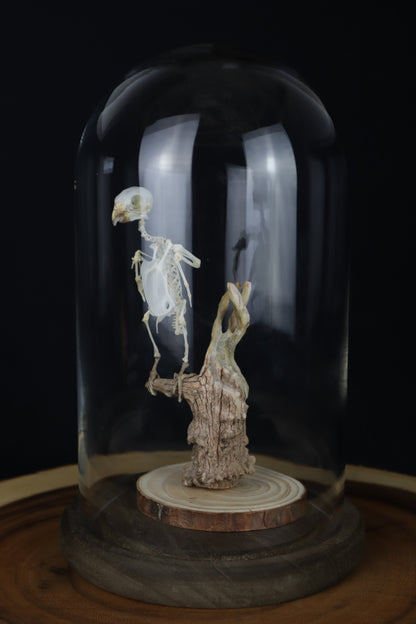Articulated Parakeet Skeleton