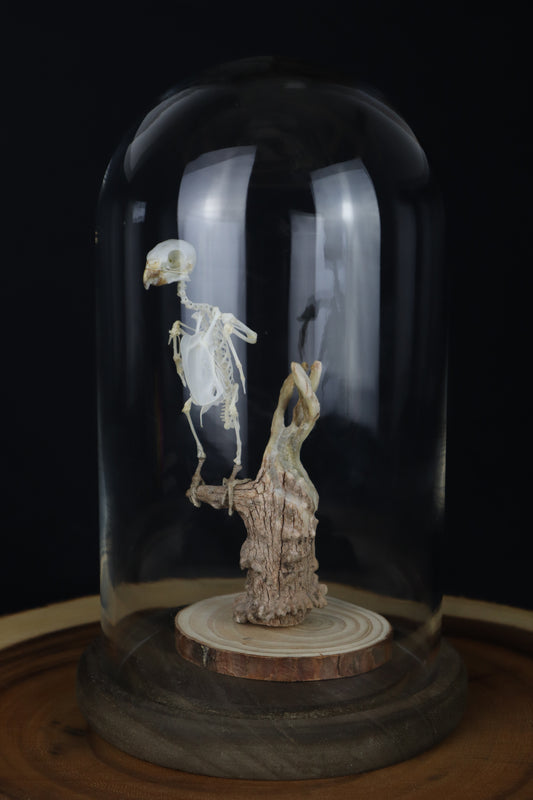 Articulated Parakeet Skeleton