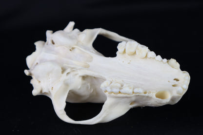 Craft Raccoon Skull