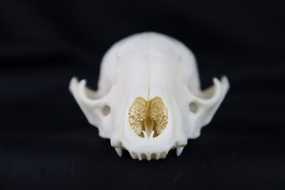 Craft Raccoon Skull