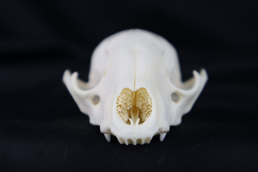 Craft Raccoon Skull
