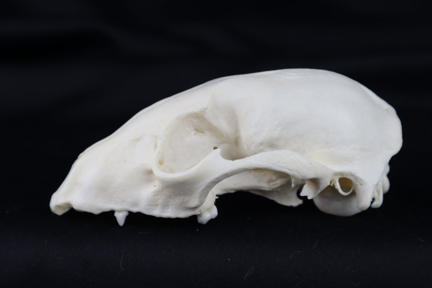 Craft Raccoon Skull