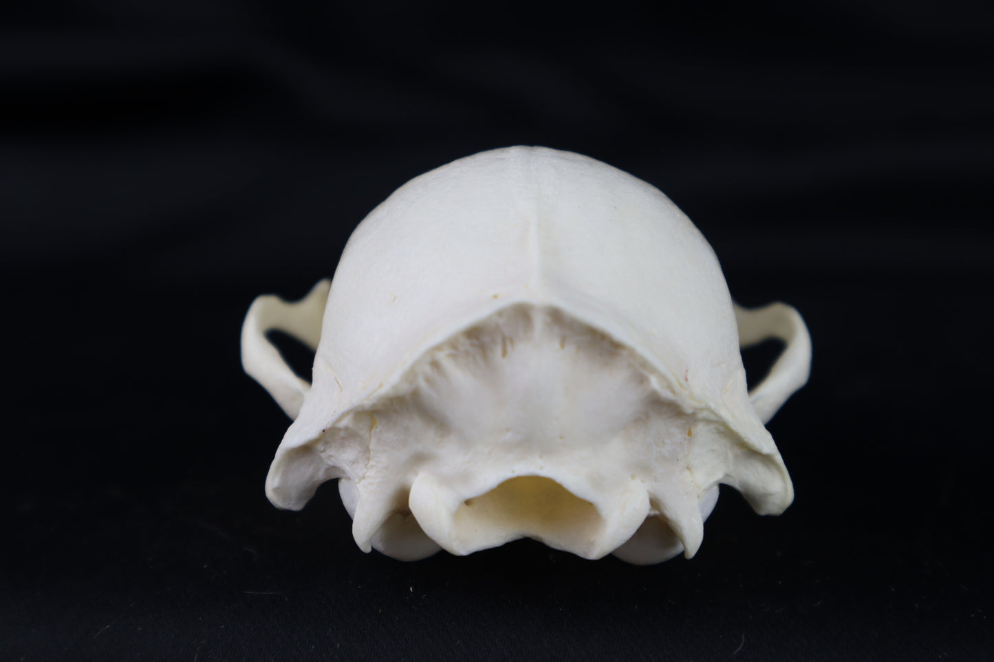 Craft Raccoon Skull