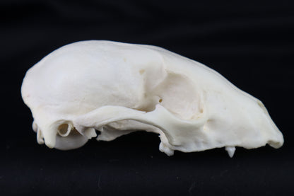 Craft Raccoon Skull