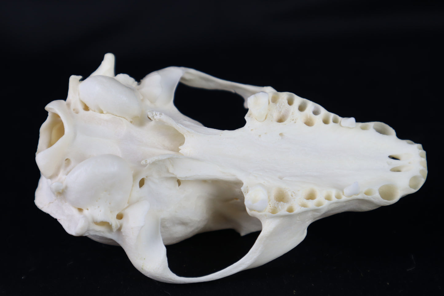 Craft Raccoon Skull