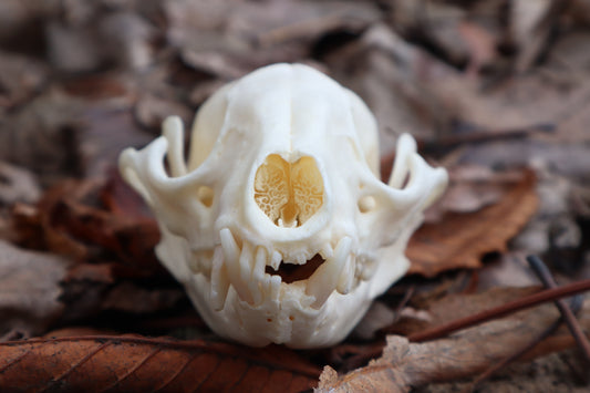 Pathological Raccoon Skull