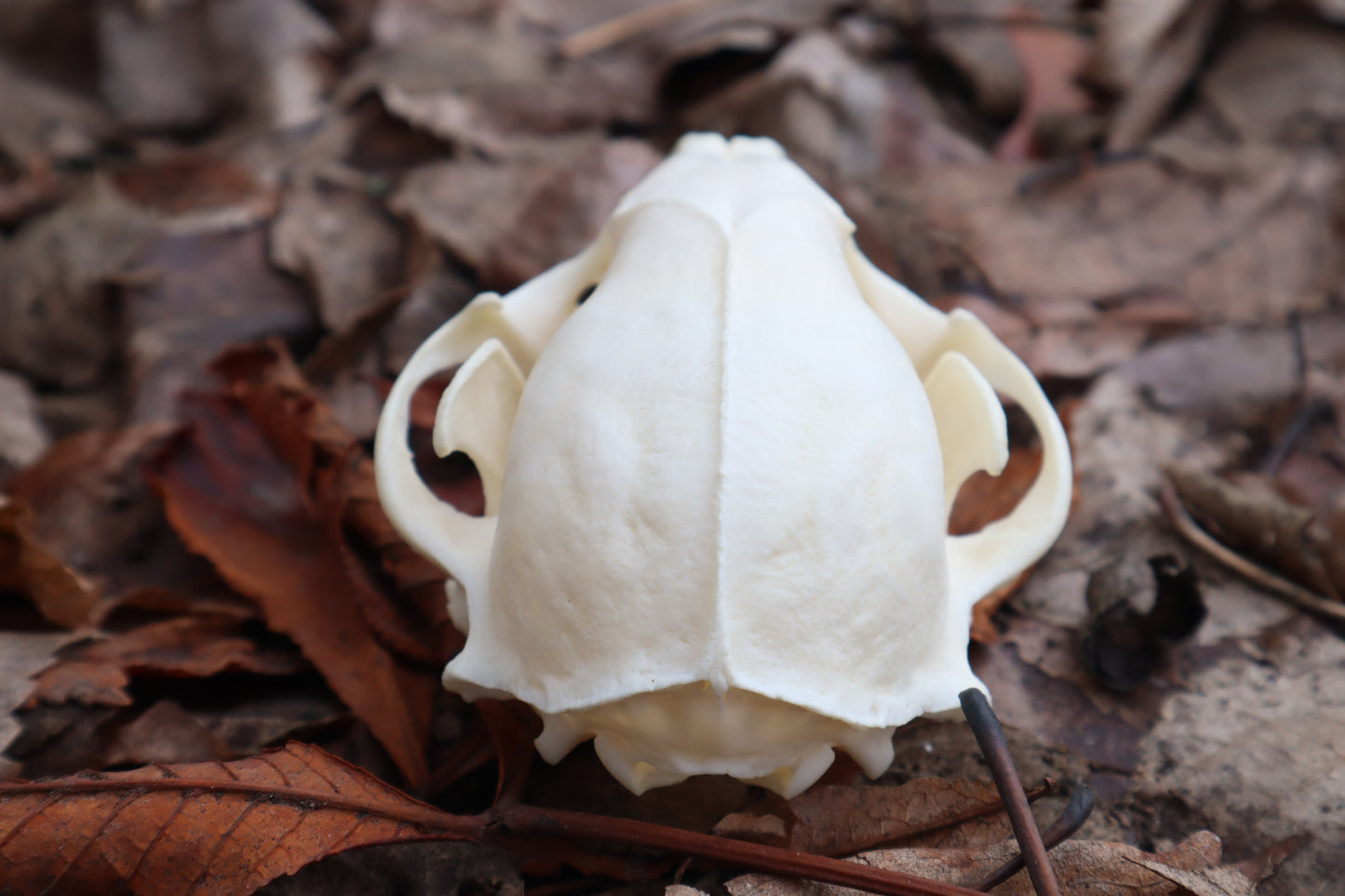 Pathological Raccoon Skull