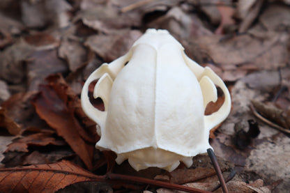 Pathological Raccoon Skull