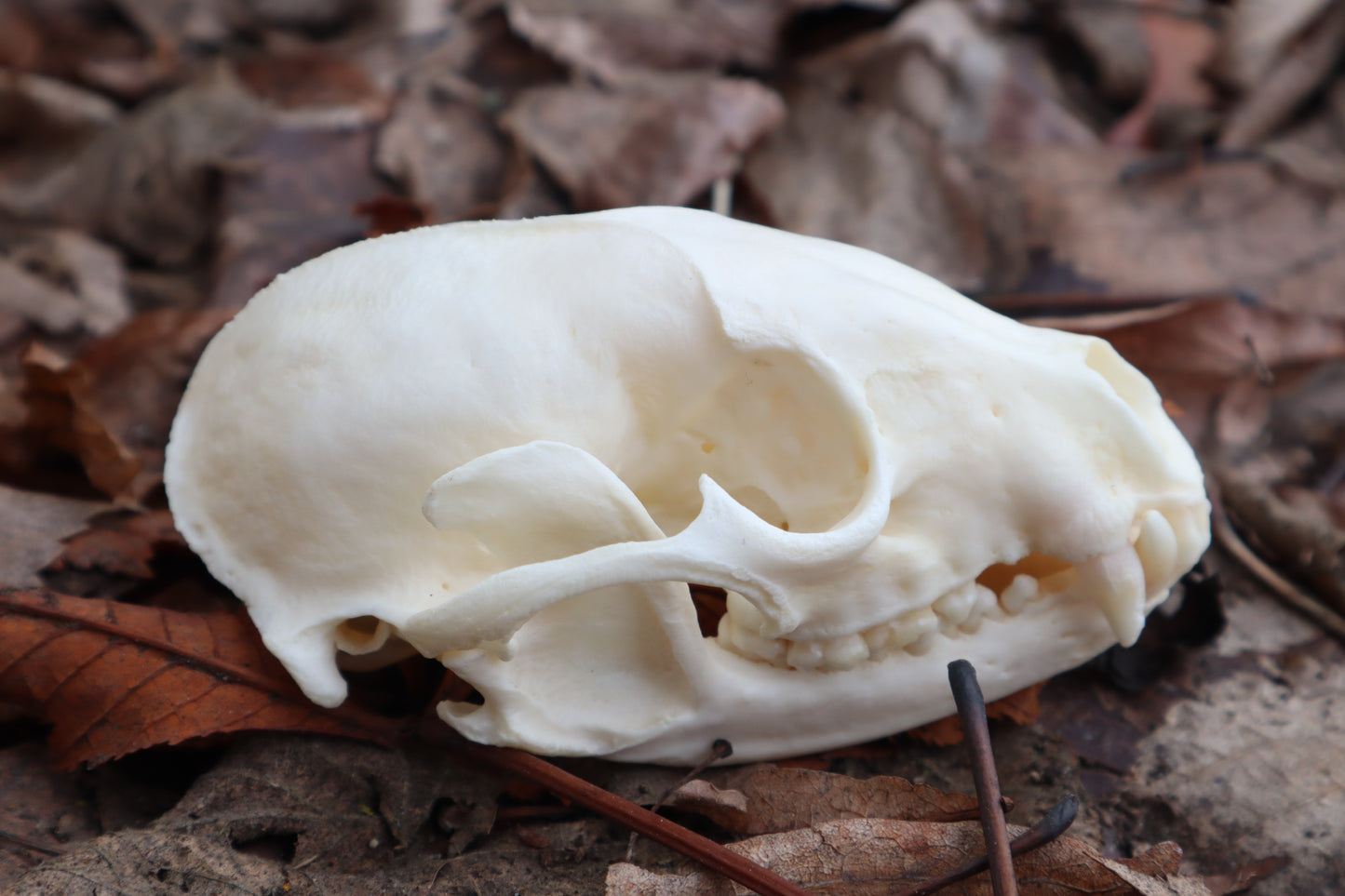 Pathological Raccoon Skull