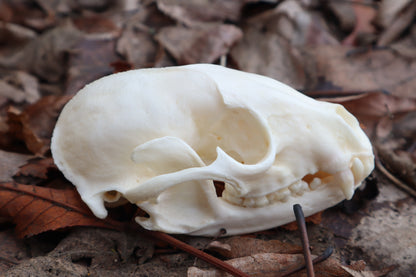 Pathological Raccoon Skull