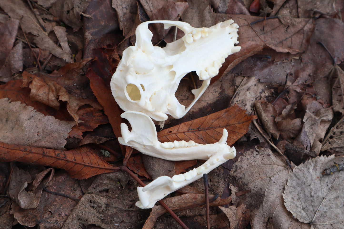 Pathological Raccoon Skull