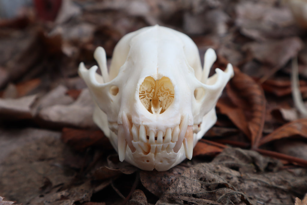 Pathological Raccoon Skull