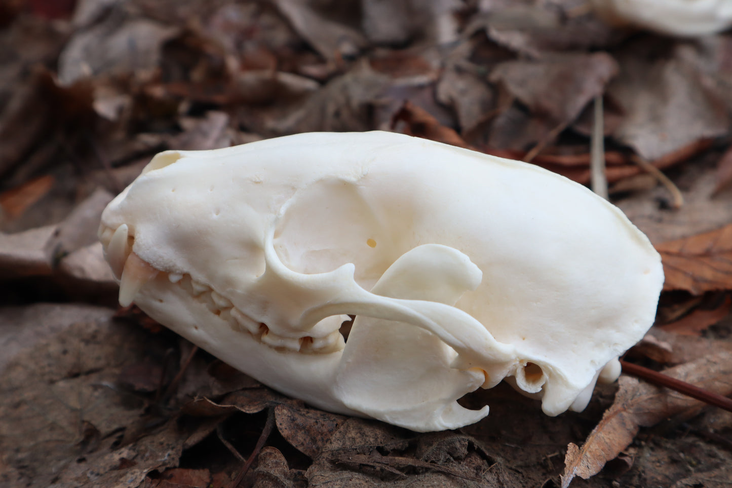 Pathological Raccoon Skull