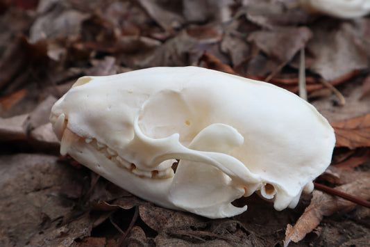 Pathological Raccoon Skull