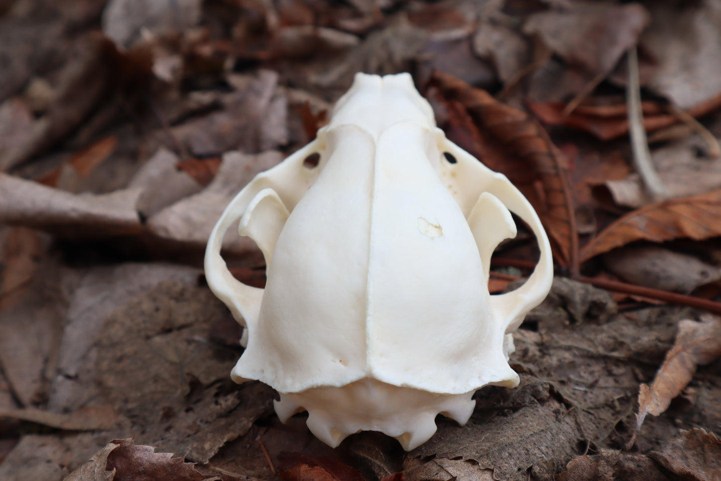 Pathological Raccoon Skull
