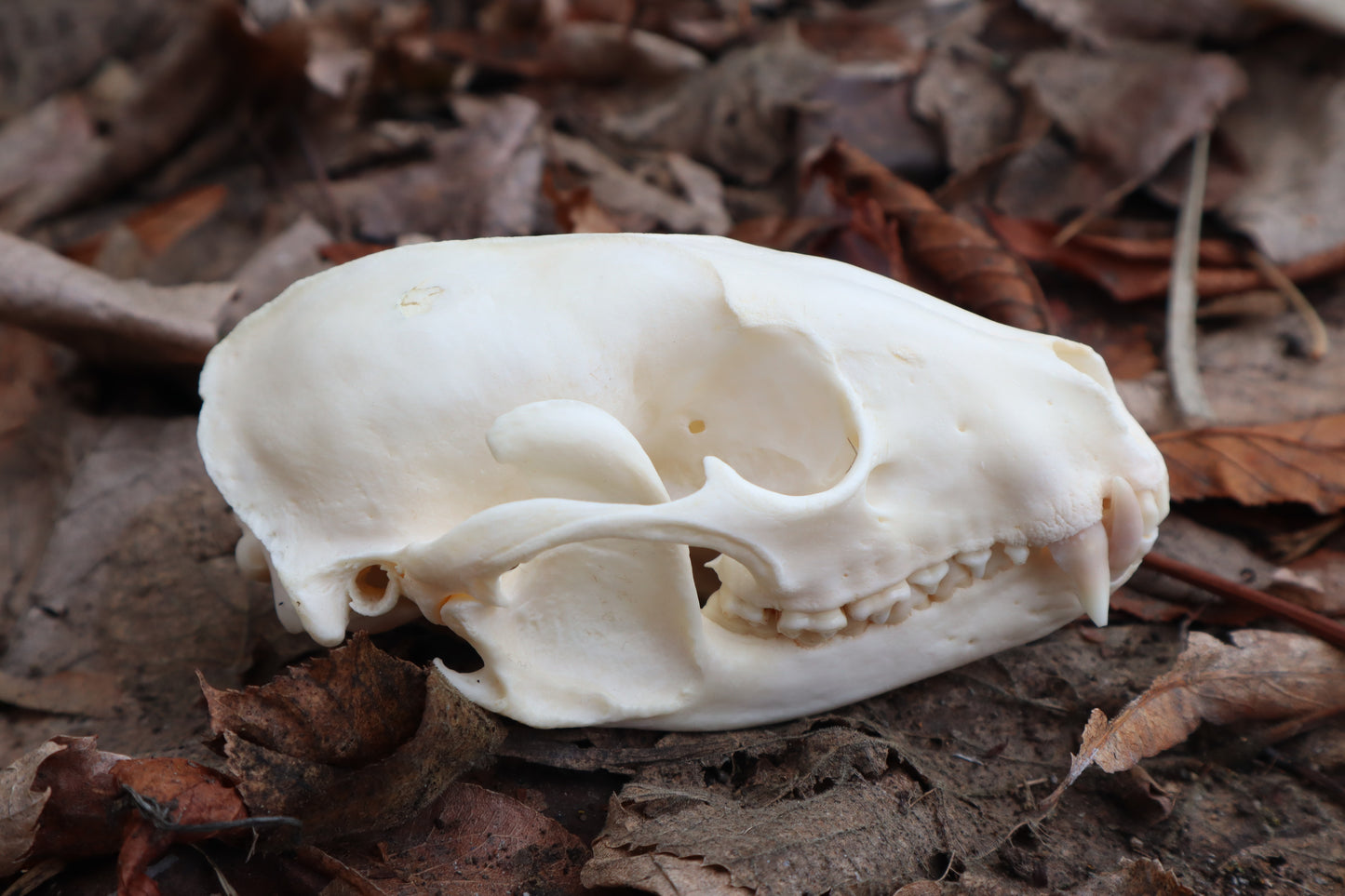 Pathological Raccoon Skull
