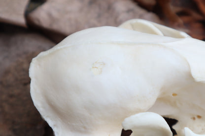 Pathological Raccoon Skull