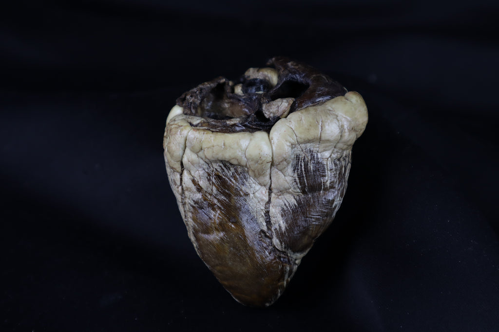Dry Preserved Whitetail Deer Heart