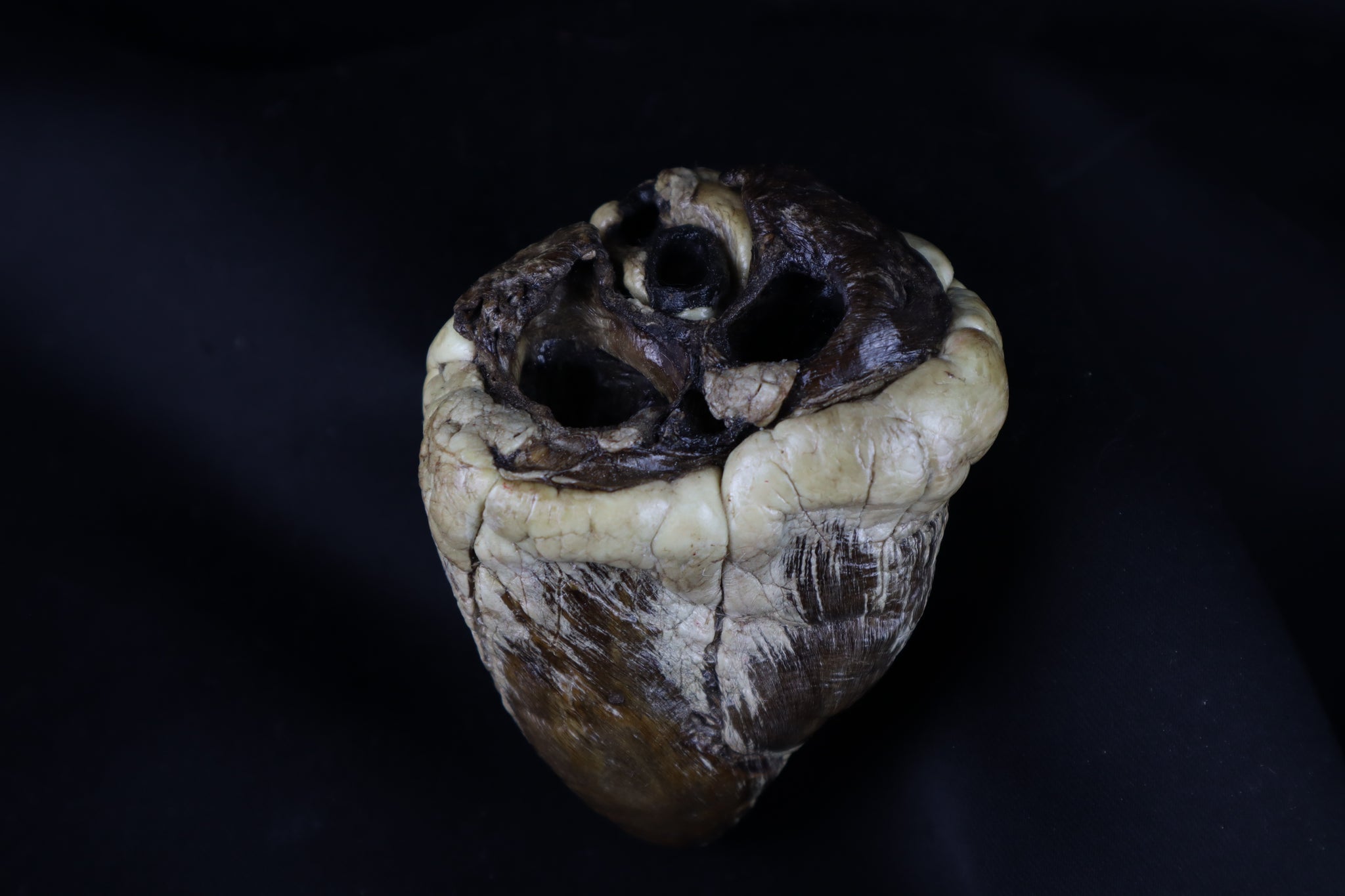 Dry Preserved Whitetail Deer Heart