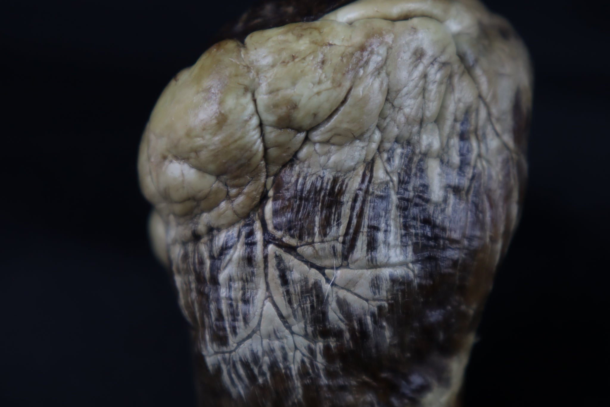 Dry Preserved Whitetail Deer Heart