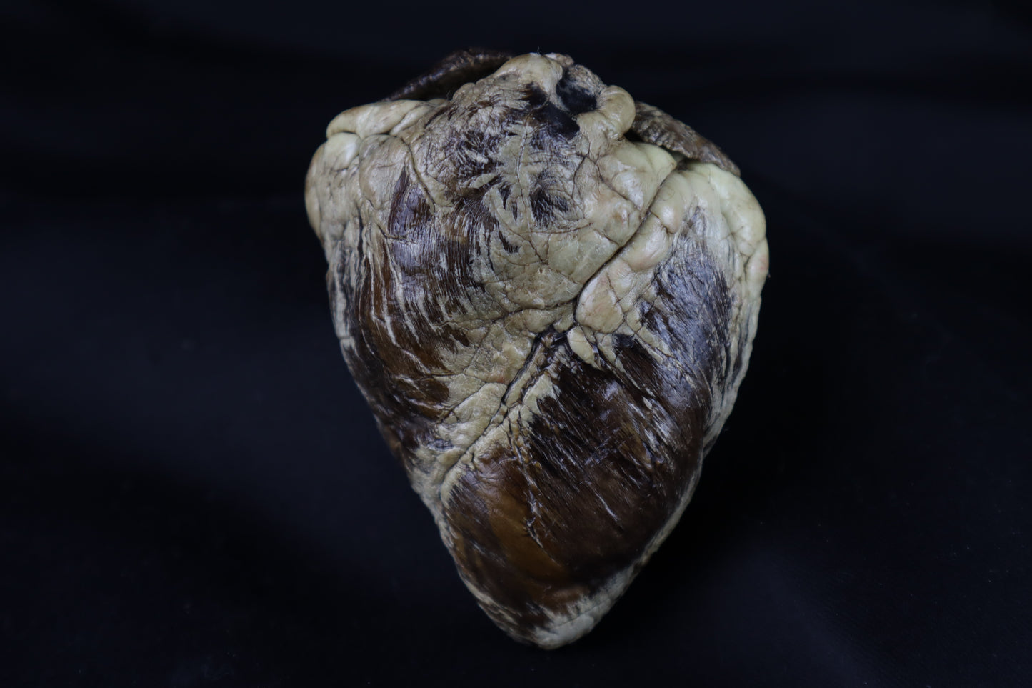 Dry Preserved Whitetail Deer Heart