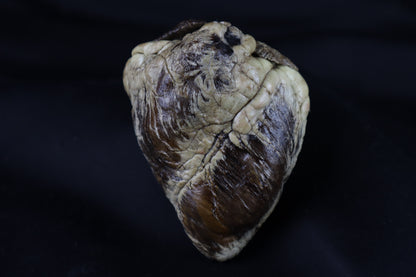 Dry Preserved Whitetail Deer Heart