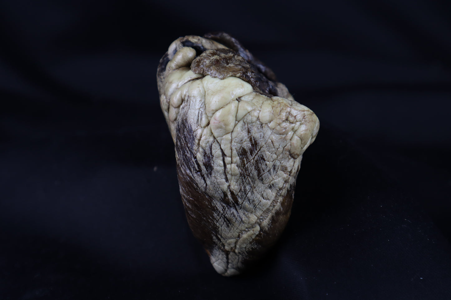 Dry Preserved Whitetail Deer Heart