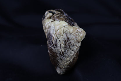 Dry Preserved Whitetail Deer Heart
