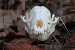 Pathological Raccoon Skull