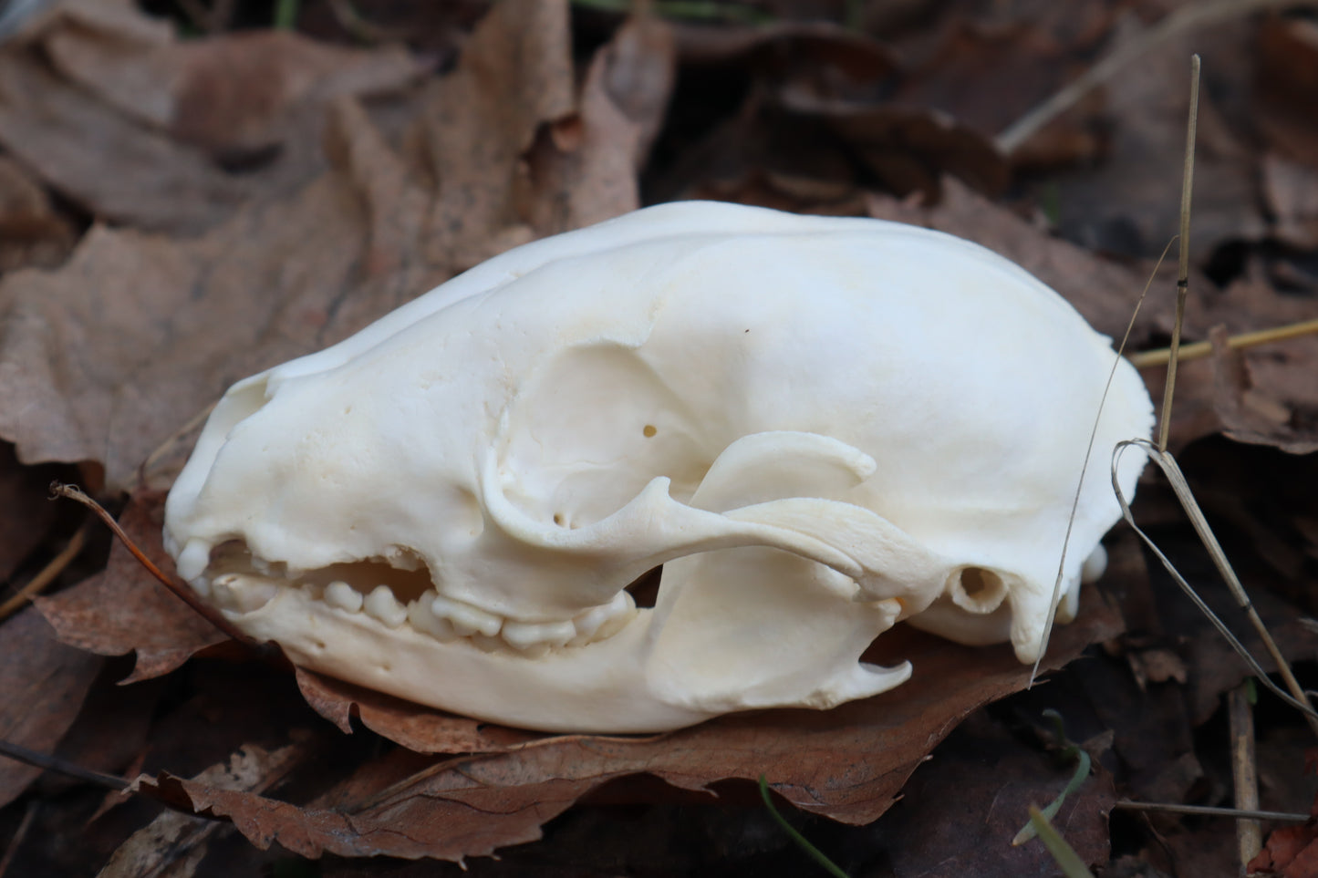 Pathological Raccoon Skull