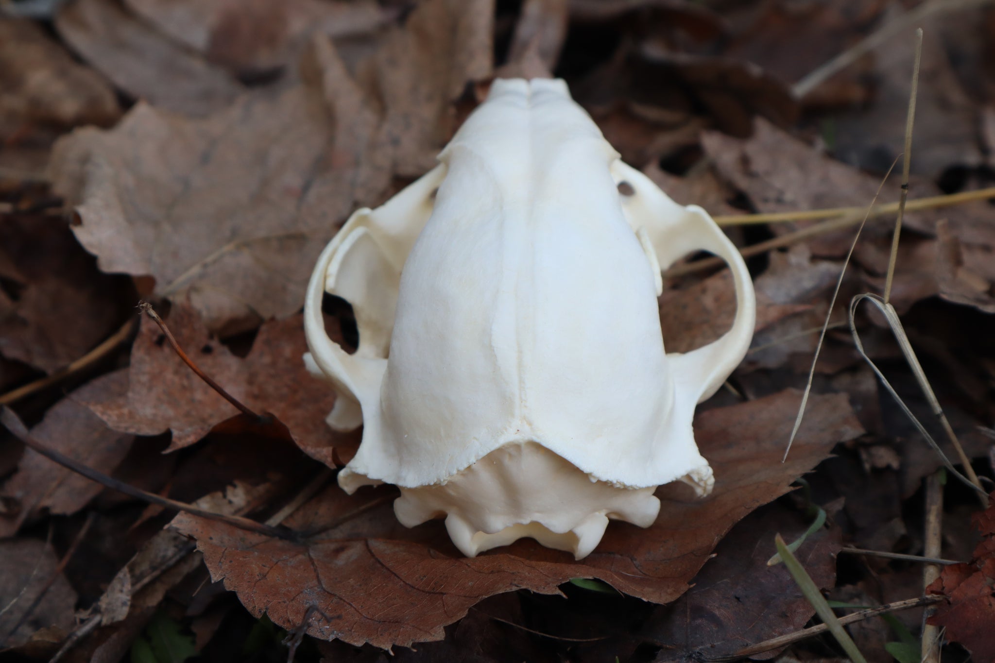 Pathological Raccoon Skull