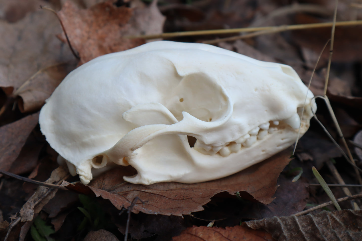 Pathological Raccoon Skull