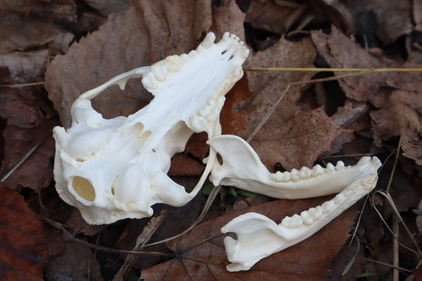 Pathological Raccoon Skull