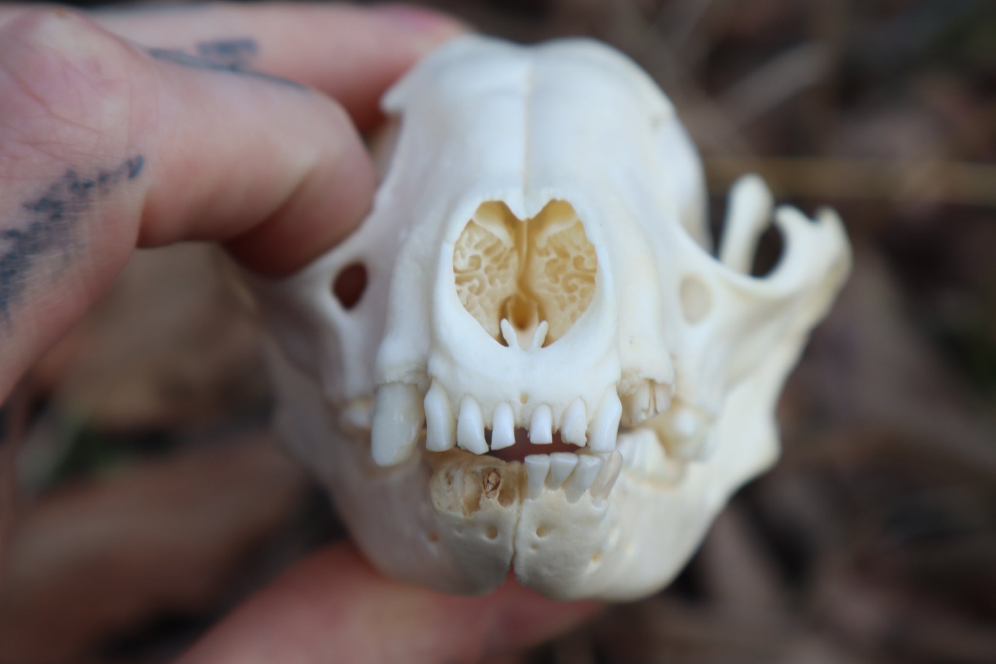 Pathological Raccoon Skull